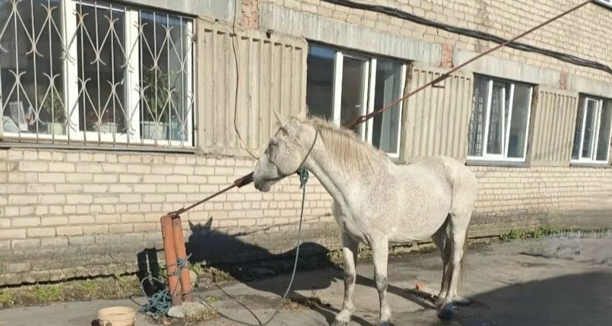 Житель Копейска заподозрил кражу коня, и полицейский прошёл с животным около 10 километров